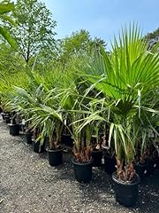Sunny tree palm for sale  Delivered anywhere in Ireland