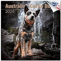 2023 2024 australian for sale  Delivered anywhere in USA 