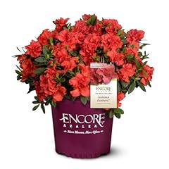 Encore azalea embers for sale  Delivered anywhere in USA 