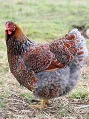 Heritage breed chicken for sale  Delivered anywhere in USA 