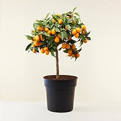 Kumquat fortunella margarita usato  Spedito ovunque in Italia 