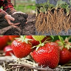 Strawberry cambridge favourite for sale  Delivered anywhere in UK