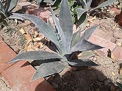 Blue agave americana for sale  Delivered anywhere in USA 
