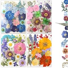 80pcs dried pressed for sale  Delivered anywhere in USA 