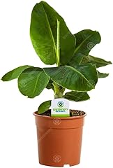 Banana plant musa for sale  Delivered anywhere in UK