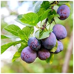 Dwarf patio plum for sale  Delivered anywhere in UK