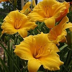 Lulan daylily day for sale  Delivered anywhere in USA 