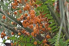 Butia eriospatha semi usato  Spedito ovunque in Italia 