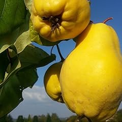 Quittenbaum bereczki birnenqui gebraucht kaufen  Wird an jeden Ort in Deutschland
