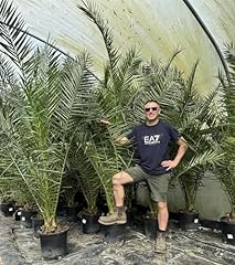 Direct plants phoenix for sale  Delivered anywhere in UK