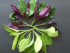 Root longevity spinach for sale  Delivered anywhere in USA 