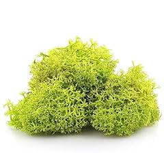 Lime apple green for sale  Delivered anywhere in UK