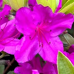 Big gallon pink for sale  Delivered anywhere in USA 