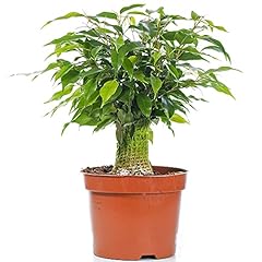 Ficus benjamina green for sale  Delivered anywhere in Ireland