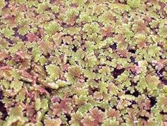 Azolla azolla for sale  Delivered anywhere in USA 