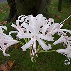 Nerine alba ella for sale  Delivered anywhere in UK