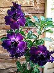 Desert rose plant for sale  Delivered anywhere in UK