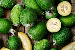 Albero feijoa tropicale usato  Spedito ovunque in Italia 