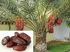 Medjool date palm for sale  Delivered anywhere in USA 