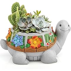 Leses succulent plant for sale  Delivered anywhere in USA 