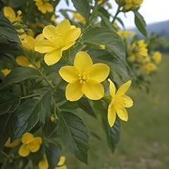 Pianta gelsomino giallo usato  Spedito ovunque in Italia 