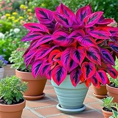 200pcs variegated hosta for sale  Delivered anywhere in USA 