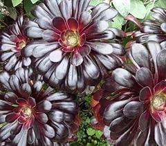 Aeonium zwartkop house for sale  Delivered anywhere in UK
