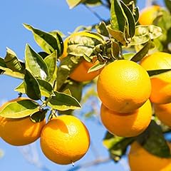 Dwarf valencia orange for sale  Delivered anywhere in USA 