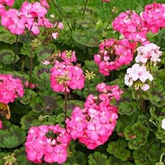 Geranium plants live for sale  Delivered anywhere in USA 