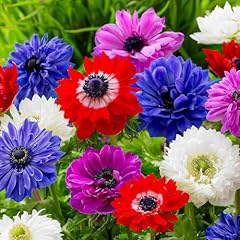 Anemonen zwiebeln brigid gebraucht kaufen  Wird an jeden Ort in Deutschland