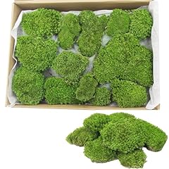 Faicoia preserved moss for sale  Delivered anywhere in USA 