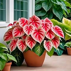 Crimson sky caladium for sale  Delivered anywhere in USA 