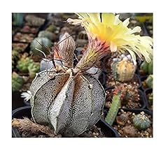 Pcs 10x astrophytum for sale  Delivered anywhere in UK
