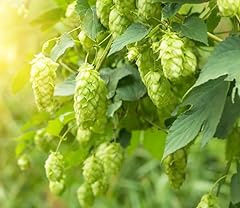 Hops rhizome planting for sale  Delivered anywhere in USA 