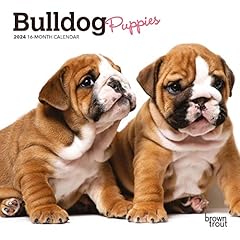 Bulldog puppies 2024 for sale  Delivered anywhere in USA 