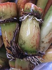 Perennial sugarcane root for sale  Delivered anywhere in USA 