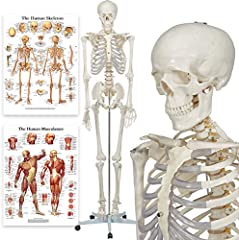 Elementary anatomy buddy for sale  Delivered anywhere in UK