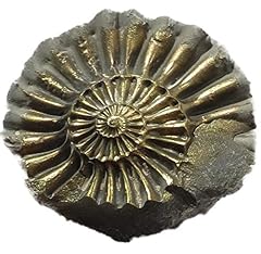 Starborn ammonite fossile d'occasion  Livré partout en Belgiqu