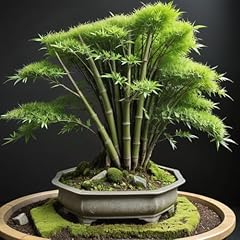 Japanese bamboo bonsai for sale  Delivered anywhere in USA 
