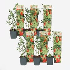 Plant box set usato  Spedito ovunque in Italia 