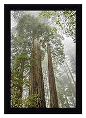 California redwoods redwood for sale  Delivered anywhere in USA 