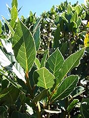 Bay leaf laurel for sale  Delivered anywhere in USA 