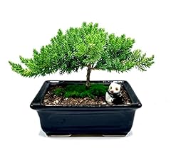 Live dwarf juniper for sale  Delivered anywhere in USA 