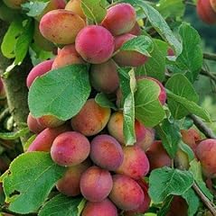 Prunus victoria plum for sale  Delivered anywhere in Ireland