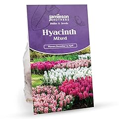 Jamieson brothers hyacinth for sale  Delivered anywhere in UK
