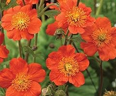 Pack geum koi for sale  Delivered anywhere in UK
