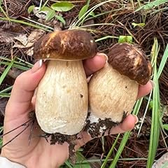 600 semi funghi usato  Spedito ovunque in Italia 