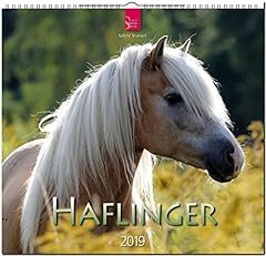 Haflinger 2019 mittelformat d'occasion  Livré partout en France