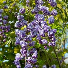 Glicine wisteria floribunda usato  Spedito ovunque in Italia 