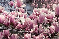 Large magnolia soulangeana for sale  Delivered anywhere in UK